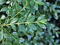 Buxus sempervirens 'King Midas', Bukszpan zwyczajny 'King Midas', 2019-06-01