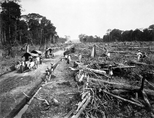 Deforestation for a tobacco plantation in North Sumatra (ca.1900).