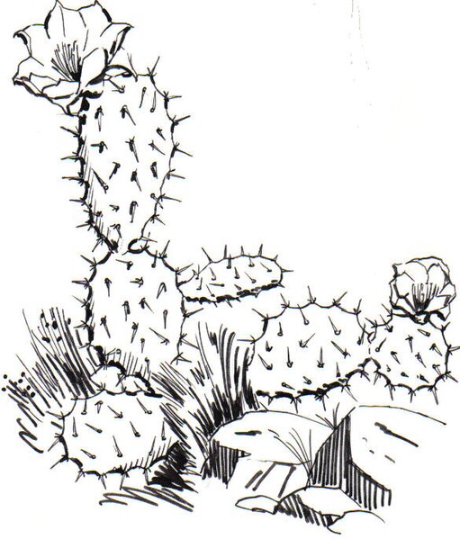 File:Cactus2 (PSF).jpg