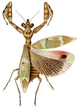 Adult female Callibia diana