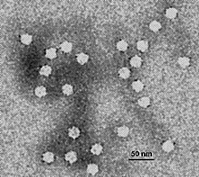 Micrografía electrónica de parvovirus canino