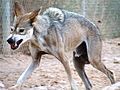 アラビアオオカミ Canis lupus arabs