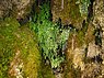 Echt venushaar (Adiantum capillus-veneris)