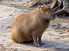 Capybara portrait.jpg