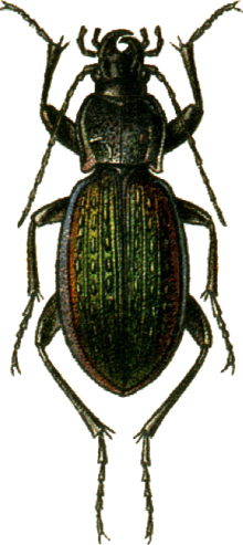 Carabus adamsi Jacobson.png