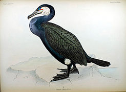 Japankormoran (Phalacrocorax capillatus)