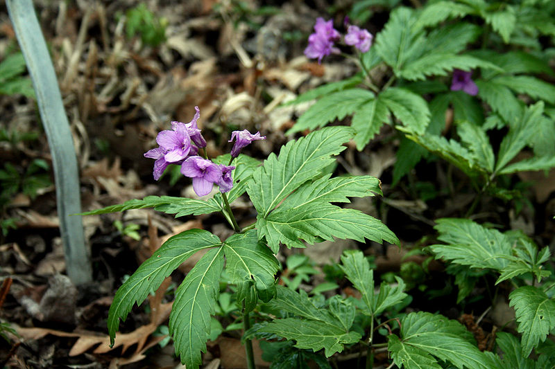 File:Cardamine glandulosa 2.jpg