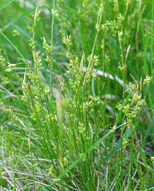 White sedge (Carex alba)