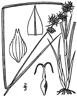<i>Carex atlantica</i> Species of plant in the genus Carex