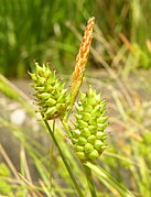 Carex extensa inflorescens (12).jpg