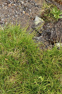 <i>Carex tristis</i> Species of sedge in the family Cyperaceae
