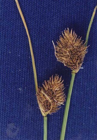 <i>Carex athrostachya</i> Species of grass-like plant