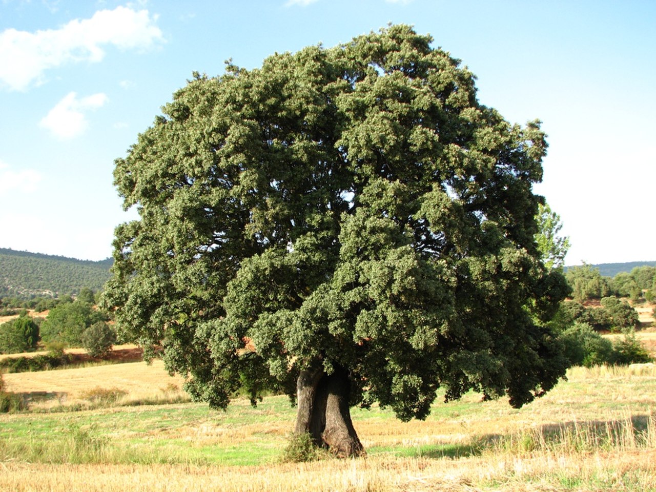 Дуб класс. Дуб каменный вечнозеленый. Дуб вечнозеленый (Quercus). Низкорослый каменный дуб. Чапарро дерево.