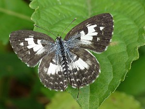 Castalius rosimon (Common Pierrot)