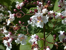 Catalpa x erubescens 20070810-1219-62.jpg