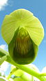 Catasetum luridum flower Brazil - Bahia