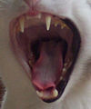 Mouth of a cat