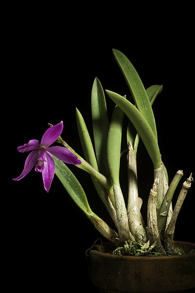 File:Cattleya ghillanyi fma. flamea (Pabst) Van den Berg, Neodiversity 3 7 (2008) (51169612934).jpg