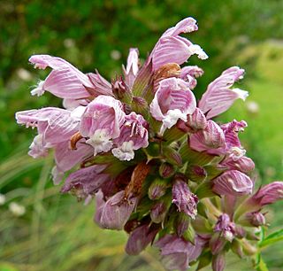 <i>Cedronella</i> genus of plants