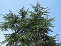 Cedrus libani subsp. atlantica Cedro do Atlas