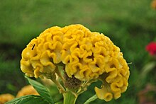 Celosia cristata