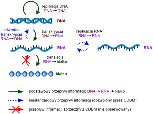 Schemat ilustrujący centralny dogmat biologii molekularnej