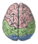 Cerebral lobes.png