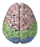 Cerebral lobes.png