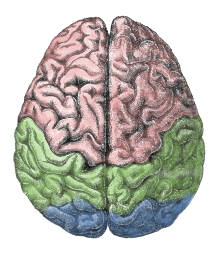 ไฟล์:Cerebral lobes.png