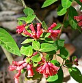 Miniatura para Cestrum fasciculatum