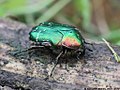 Cetonia aurata (Linnaeus, 1758)