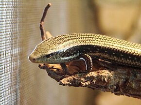 Descrição da imagem Chalcides sexlineatus (Wroclaw zoo) -2.JPG.