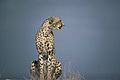 Cheetah African predator mammal animal acinonyx jubatus.jpg