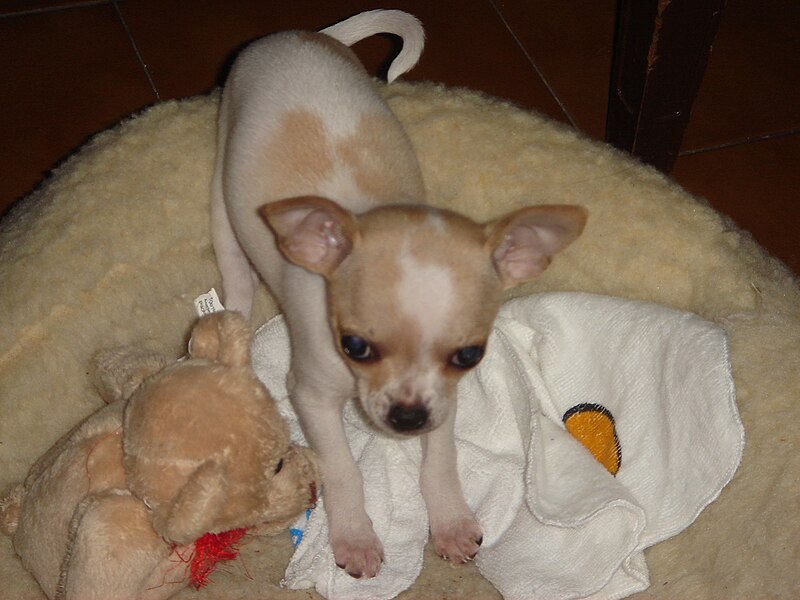 File:Chihuahua cachorro.JPG