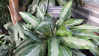 <i>Aglaonema modestum</i> Species of plant in the genus Aglaonema