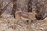 Chinkara at Ranthambore.jpg