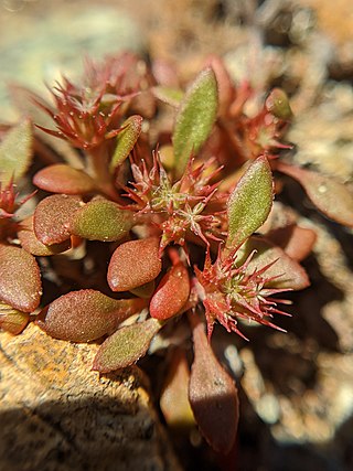 <i>Chorizanthe aphanantha</i> Species of plant