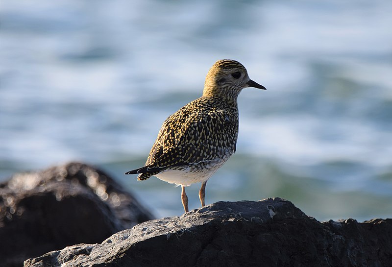 File:Chorlito dorado Laredo 08 2020 (84).jpg