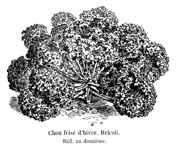 File Chou Frise D Hiver Bricoli Vilmorin Andrieux 1904 Png Wikimedia Commons