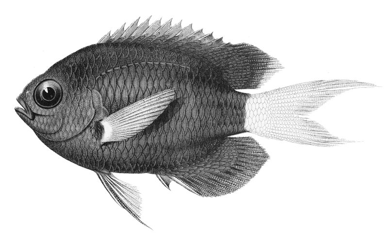 File:Chromis leucura.jpg