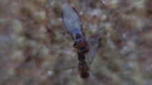 File: Chymomyza - mating behavior.ogv