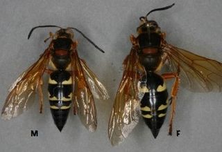 <i>Sphecius speciosus</i> Species of wasp