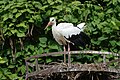 * Nomination White stork (Ciconia ciconia) in Cigoland (Kintzheim, Bas-Rhin, France). --Gzen92 06:38, 11 October 2021 (UTC) * Promotion  Support Good quality. --Ermell 07:41, 11 October 2021 (UTC)