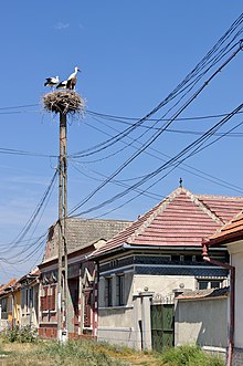 White storks (Ciconia ciconia) in their nest on a utility pole in rural Romania Cigognes Vladeni Roumanie.jpg