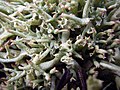 Cladonia uncialis