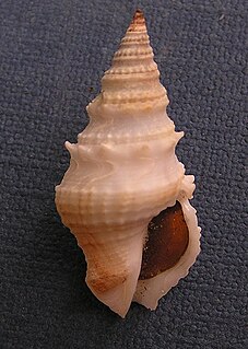 <i>Clavatula muricata</i> Species of gastropod