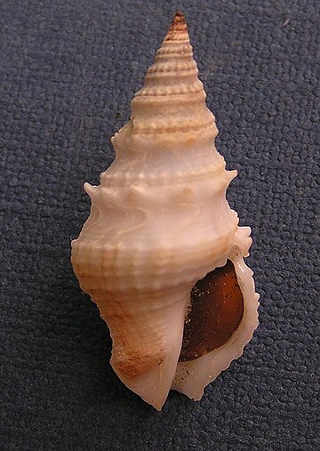 Clavatula muricata