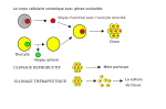 Vignette pour Clonage thérapeutique