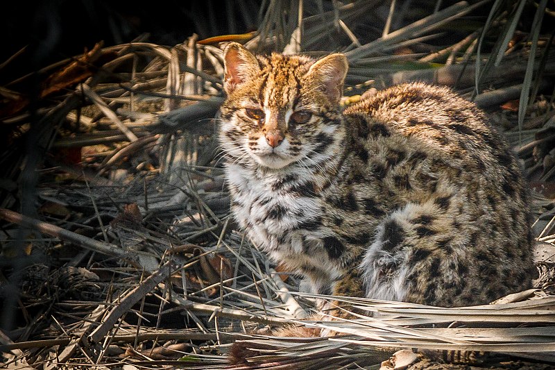 File:Close-up of a Leopard Cat in Sundarban.jpg