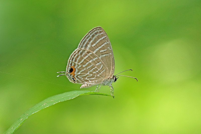 File:Close wing Basking posture of Jamides celeno (Cramer, 1775) - Common Cerulean WLB IMG 7386a.jpg